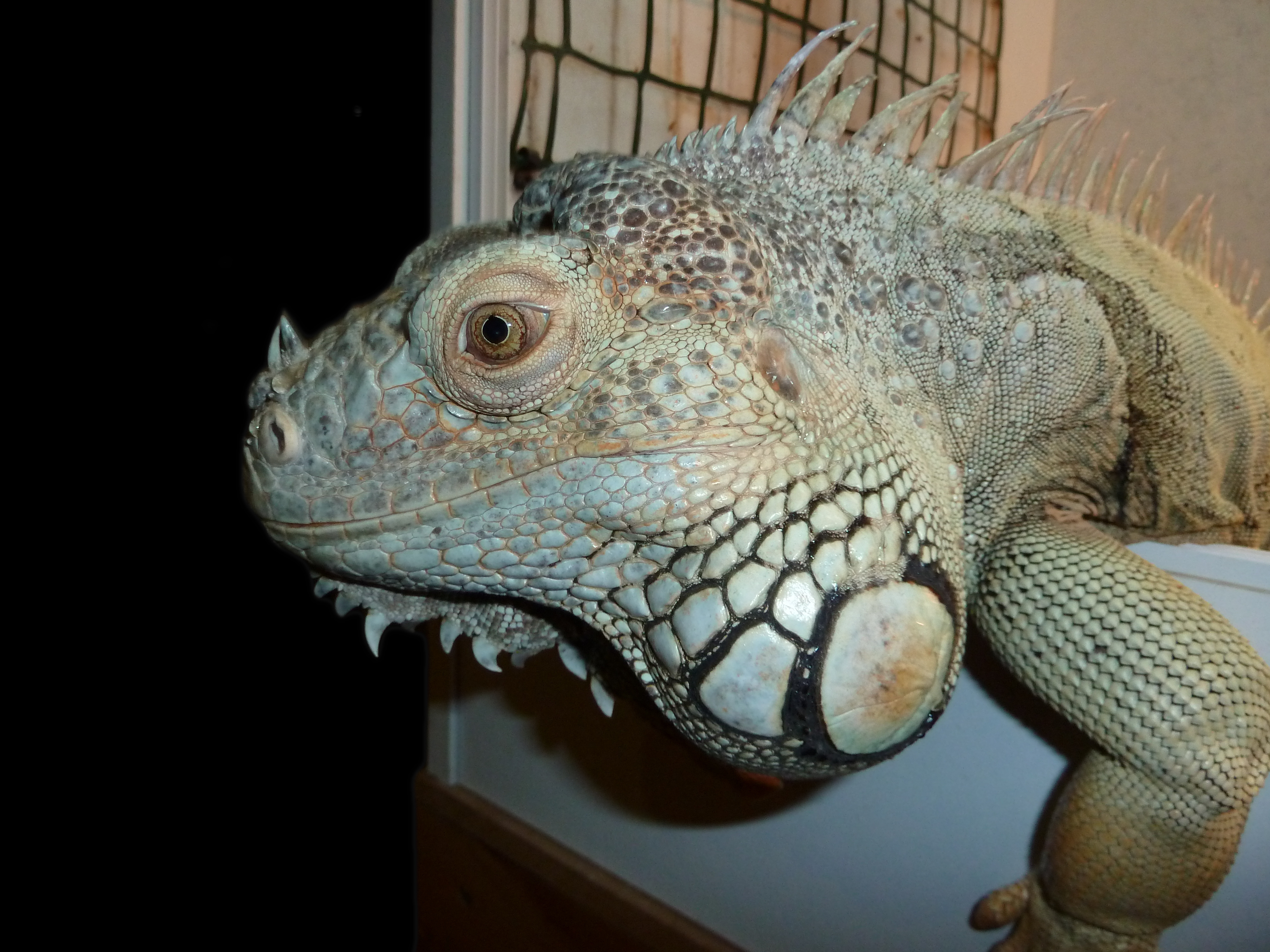 Egg the green iguana, looking towards the camera